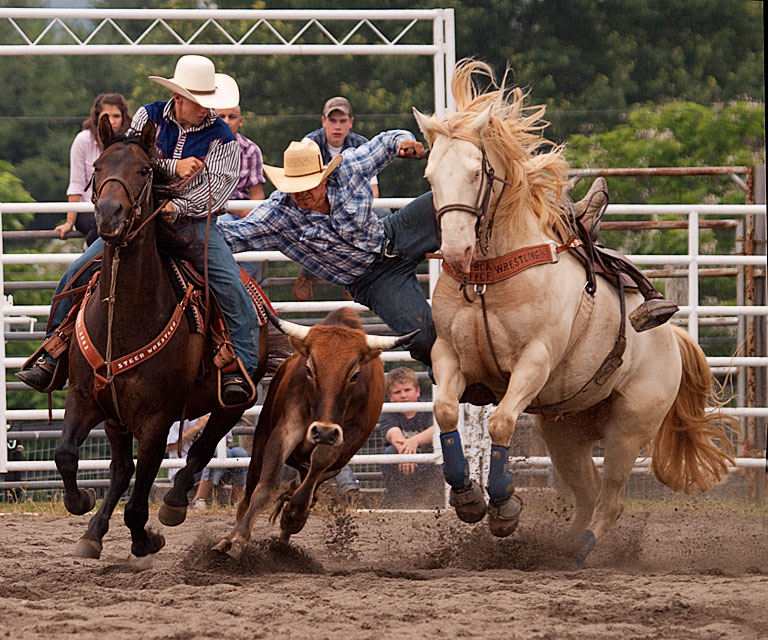 Steer wrasselin 2